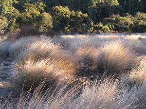 poa grassland, Thredbo Valley